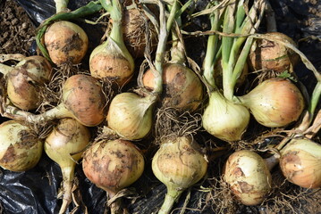 Harvesting onions in the vegetable garden. Onions can be harvested six months after planting. Harvest on a sunny day, cut the roots, dry in the field for 2-3 days, and hang in the shade for storage.