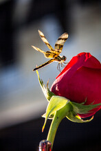 Dragonfly Resting On A Rose