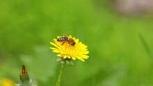 A Bee Collects Nectar On A Dandelion Flower
