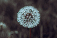 Close-up Of A Dandelion Bud With Seeds With Cinematic Effect And Selective Focus