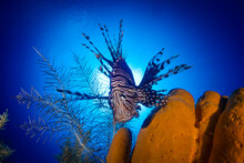 An Invasive Red Lionfish Seen Hovering Above The Reef Pointing Towards A Cluster Of Sponge. The Shot Is Taken Against The Deep Blue Water Of The Caribbean Sea
