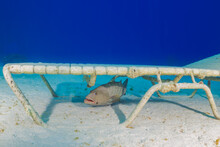 A Sun Lounger That Has Been Dumped In The Ocean Has Made An Improvised Home For A Tiger Grouper That Is Now Taking Refuge Beneath It. White Sand And Deep Blue Water Frame The Humorous Image