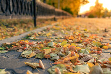 Walking Path Made Of Bricks Strewn With Yellow Leaves In Autumn