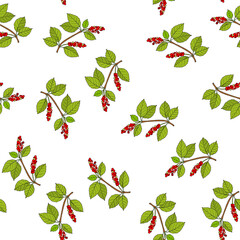 Seamless pattern with chinese schisandra branches