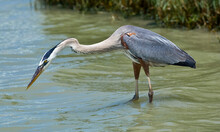 Blue Heron Hunting In Texas Lagoon Shallows