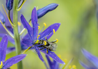 Wall Mural - Orchard Blue Mason Bee pollinating spring wildflowers (Osmia lignaria, Camassia leichtlinii)