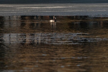 A Ring Necked Duck (aythya Collaris) Swimming In A Pond