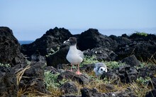 Seagulls On The Beach Baby Galápagos