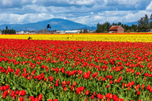 Vibrant Tulips In Variety Of Colors In Skagit Valley In Washington State During The Spring Season