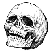 Leaning Skull Hand-drawn. High Quality Vector