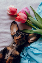 Cheerful Dachshund Puppy With Flowers.