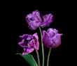 Purple tulip flowers close up. Isolated on black background
