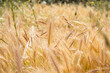 golden field of wild grasses, which look like wheat.Tenerife.Spain