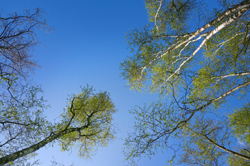 Wall Mural - view into the treetops of birch and alder trees with green spring leaves against a clear blue sky, c