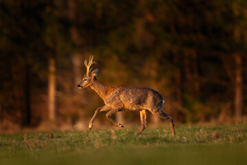 Poster - Roe deer in the spring meadow. Deer running in the grazing. Nature in Europe.