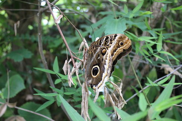 brown butterfly on a grass