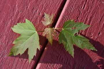 Wall Mural - Maple Tree Sprout Growing Through a Deck Board