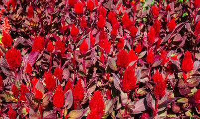 Wall Mural - Plumed Celosia, Red Wool Flower in summer at a botanical garden.