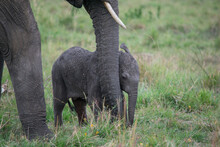 Newborn Elephant Hides Behind Her Mother's Trunk (Maasai Mara, Kenya).