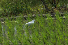 Snowy Egret In The Grass