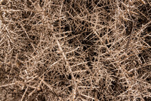 Twigs And Thorns Of Tumbleweed As Background