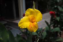A Canna Lilly Flower In Blossom