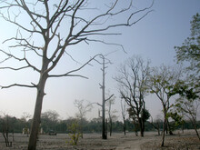 The Leafless Dry Trees Stands Tall At Buxa Tiger Reserve (BTR) And National Park At Alipurduar In West Bengal. The BTR Was Created And Constituted In 1986 And Covers The Area Of 760 Km (290 Sq Km).