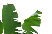 Banana Leaves On White Isolated Background For Green Foliage Backdrop