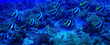 Butterfly fish underwater flock diving in the sea background wild under water nature
