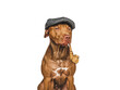Lovable, pretty brown dog and smoking pipe. Close-up, indoors. Isolated background. Pets care concept