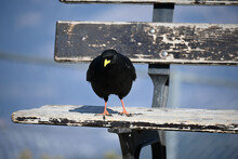 Blackbird With A Yellow Beak On A Wooden Bench