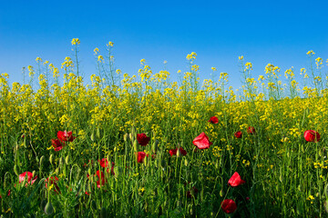 Sticker - rapeseed. Meadows with bright yellow rapeseed, and wheat