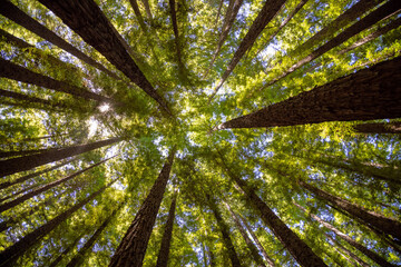 Wall Mural - low angle shot of tall tree trunks with sunlight in the redwood forest in victoria, australia