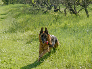 Poster - german shepherd dog in the countryside