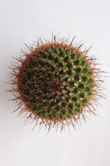 Wall Mural - Top view shot of a cactus on a white background