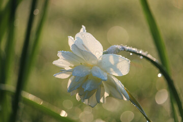 Sticker - Closeup shot of a Triple stamens narcissus in a garden on a sunny day with blurred background