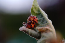 Closeup Shallow Focus Shot Of Two Ladybugs Mating On A Leaf