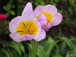 Wall Mural - Closeup shot of a Candia tulip blossoming in a garden in daylight with blurred background