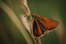 Close-up Shot Of An Essex Skipper Butterfly On A Plant In The Garden