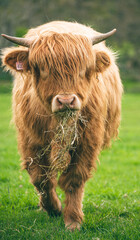 Poster - Vertical shot of a Scottish Highland cow in a green field