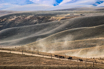 Canvas Print - Beautiful view of horses running in the field of Kazakhstan