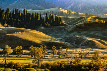 Wall Mural - Beautiful view of the Nalati grassland in Ili, with a large area of sloping terrain