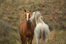 Pair Of Wild Horses Show Affection For Eachother At Theodore Roosevelt National Park, North Dakota