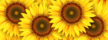 Sunflower Background, Yellow Summer Flowers Realistic 3D Vector Illustration.
