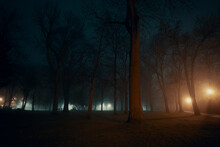 Silhouettes Of Trees In The Night Park And Lanterns In The Fog