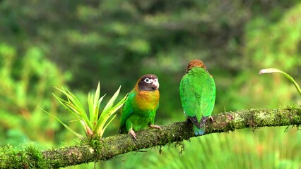Wall Mural - a pair of brown-hooded parrots perched on a branch at boca tapada in costa rica