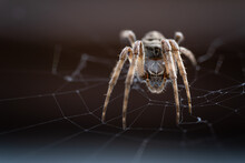 Macro Photo Of An European Garden Spider (Araneus Diadematus) Hanging On Its Web. Focus On The Eyes.