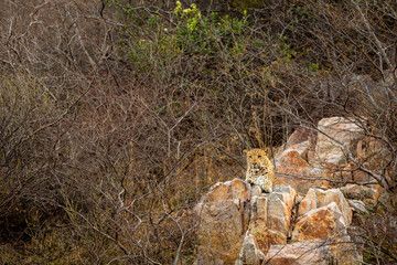 indian wild male leopard or panther resting on rock and high on hills or mountain rocks at outdoor jungle wildlife safari at forest of rajasthan india asia - panthera pardus fusca