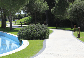 exotic green trees in the summer on the resort alley