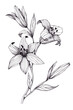 Black and white illustration of lily flowers for logo or decoration. Hand-drawn line.Graphics.
